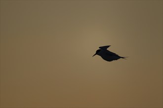 Little tern (Sternula albifrons) adult bird in flight at sunset, Norfolk, England, United Kingdom,