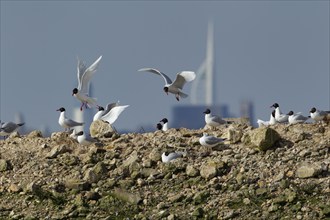 Mediterranean gull (Ichthyaetus melanocephalus) adult birds on a rock, Hampshire, England, United