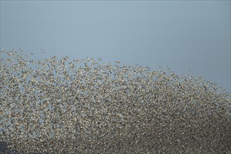 Red knot (Calidris canutus) adult birds flying in a flock, Norfolk, England, United Kingdom, Europe