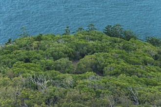 Eucalyptus forest on Hamilton Island, Whitsunday Islands, island, sea, coast, coastline, Pacific,