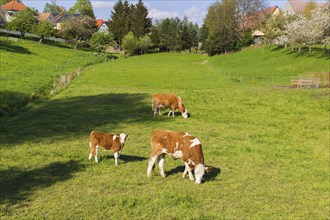 Cows in a pasture