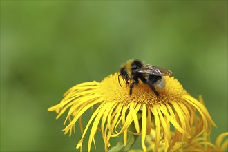 Common carder-bee (Bombus pascuorum), collecting pollen on a yellow flower of a Greater great