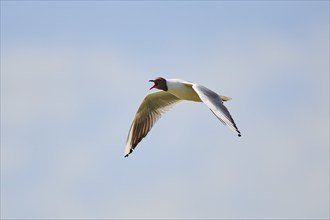 Black-headed gull (Chroicocephalus ridibundus) flying in the sky, Camargue, France, Europe