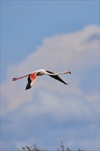 Greater Flamingo (Phoenicopterus roseus), flying in the sky, Parc Naturel Regional de Camargue,