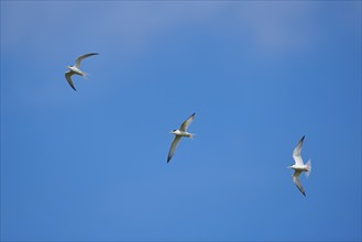 Little terns (Sternula albifrons) flying in the sky, Camargue, France, Europe