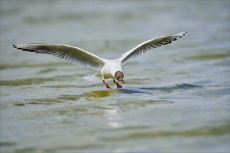 Black-headed gull (Chroicocephalus ridibundus) hunting on the water surface, flying, Camargue,