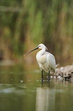 Eurasian spoonbill (Platalea leucorodia) standing in the water at the waters edge, Camargue,