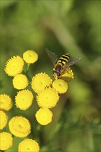 Tansy (Tanacetum vulgare), close-up of a flower with a hoverfly (Episyrphus balteatus), North