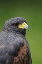 Harris's hawk (Parabuteo unicinctus), portrait, captive, occurring in North America and Central