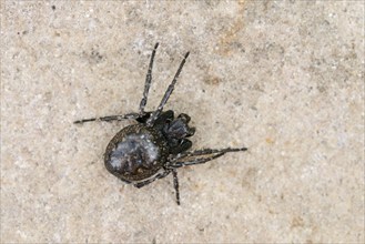 Walnut orb-weaver spider (Nuctenea umbratica), female, North Rhine-Westphalia, Germany, Europe