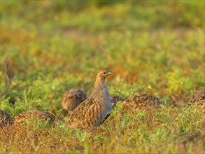 Gray partridges (Perdix perdix), family group (chain) on a fallow land, Solms, Hesse, Germany,