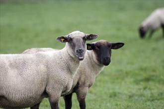 Sheep (Ovis), black-headed sheep, portrait, wool, pasture, domestic animal, Germany, Two sheep are