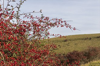 Red berries, hawthorn (Crataegus), Truleigh Hill, Shoreham by Sea, South Downs, West Sussex,