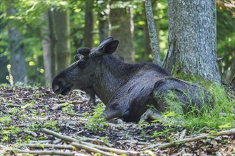 Eurasian elk (Alces alces), Dovrefjell–Sunndalsfjella National Park, Norway, Europe