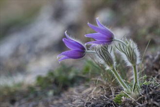 Common Pasque Flower (Pulsatilla vulgaris), Burgenland, Austria, Europe