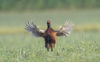 Pheasant (Phasianus colchicus), courtshiping cock, Upper Austria, Austria, Europe