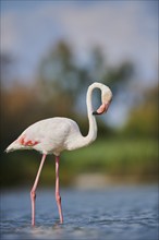 Greater Flamingo (Phoenicopterus roseus) walking in the water, Parc Naturel Regional de Camargue,