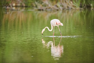 Greater Flamingo (Phoenicopterus roseus) walking in the water, Parc Naturel Regional de Camargue,