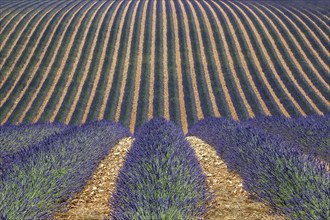 Wavy lavender field, flowering true lavender (Lavandula angustifolia), D56, between Valensole and