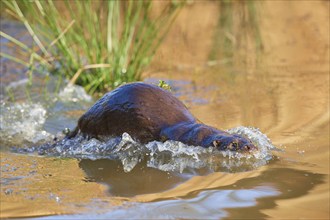 European Otter (Lutra lutra), jump in pond, captive