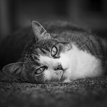 European shorthaired felidae (Felis catus), mackerel coat, looking at the camera, Lower Austria,