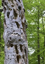 Old beech (Fagus) is often used as a woodpecker tree because of the deadwood, Darß, primeval