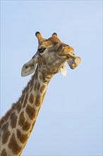 Giraffe (Giraffa camelopardalis) chewing licking on an animal bone. Etosha National Park, Namibia,