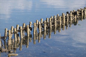 Flax in the Wadden Sea, coastal protection, Föhr Island, North Frisia, Schleswig-Holstein, Germany,