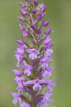 Greater early purple orchid (Orchis mascula), detail, flowers, orchids, orchid, Reichenbacher