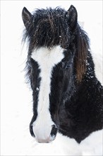 Black and white spotted Icelandic horse (Equuus ferus caballus), portrait, Northern Iceland