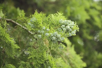 Fruit stand with fruits of Mediterranean cypress (Cupressus sempervirens), conifer, detail, cones,