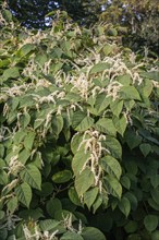 Flowering Japanese Knotweed (Fallopia Japonica), an invasive piece in Abbekås, Skurup Municipality,