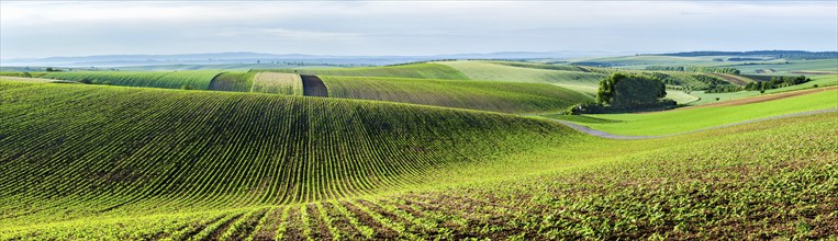 Panorama of Moravian rolling landscape with trees. Moravia, Czech Republic, Europe