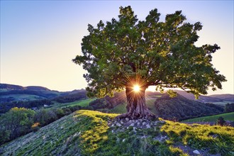 Oak tree (Quercus) with sun star at sunset, Swiss Jura Mountains, Canton Basel-Landschaft,