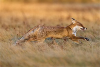 Red Fox (Vulpes vulpes), running in meadow at autumn