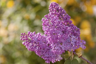 Common lilac (Syringa vulgaris), purple flowers, Rhineland-Palatinate, Germany, Europe