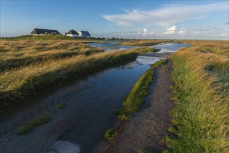 Hamburger Hallig, Reußenköge, North Frisia, dwelling mound, reed houses, grasses, sheep, evening