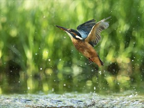 Common kingfisher (Alcedo atthis) unsuccessful fishing kingfisher flies up out of the water after