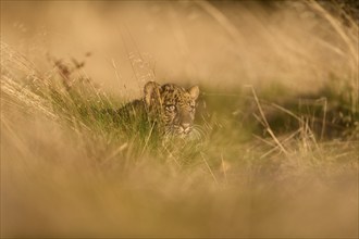 Indian leopard (Panthera pardus fusca), young animal on meadow