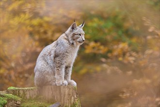 Eurasian lynx (Lynx lynx), sitting on tree trunk in autumn forest