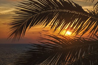 Beach vacation romantic holidays background, ocean sunset visible through palm leaves. Varkala,