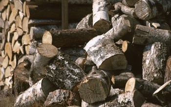 Firewood, logs, sawn into pieces, birch wood