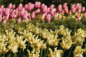 Blooming yellow tulips flowerbed in Keukenhof flower garden, also known as the Garden of Europe,