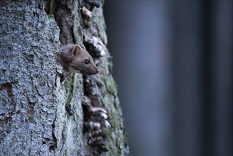 Beech marten (Martes foina), Bitburg, Rhineland-Palatinate, Germany, Europe