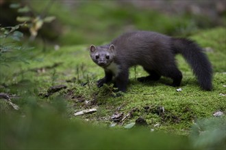 Beech marten (Martes foina), Bitburg, Rhineland-Palatinate, Germany, Europe