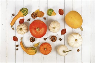 Different seasonal pumpkins and squashes with autumn leaves arranged on white wooden background