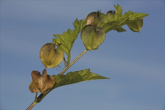 Branch of a bladder cherry (Physalis alkekengi) with fruit capsule, nature, lantern, fruit, detail,