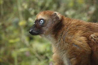 Blue-eyed maki (Eulemur macaco flavifrons), portrait, female, adult, captive