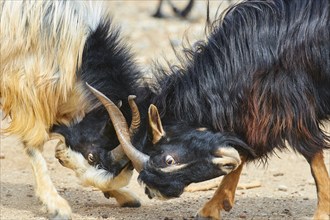 Agios Georgios, chapel, two fighting goats, close, goats (caprae), northeast of Rodopou, Rodopou