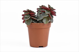 Small Peperomia Verticillata Red Log succulent house plant in plastic flower pot on white